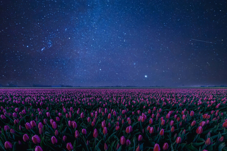 Peaceful Life