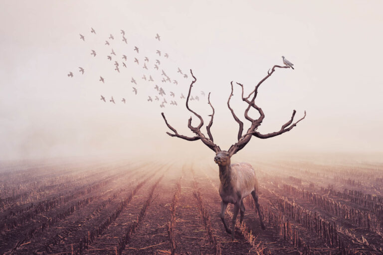 Caring for the Environment