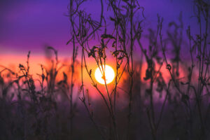 why_gratitude_plays_a_powerful_role