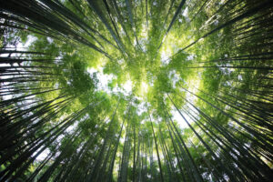 how_green_spaces_support_health
