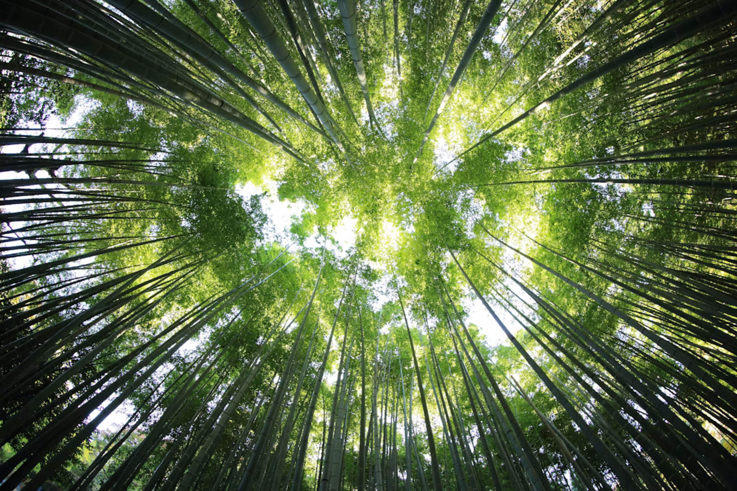 how_green_spaces_support_health