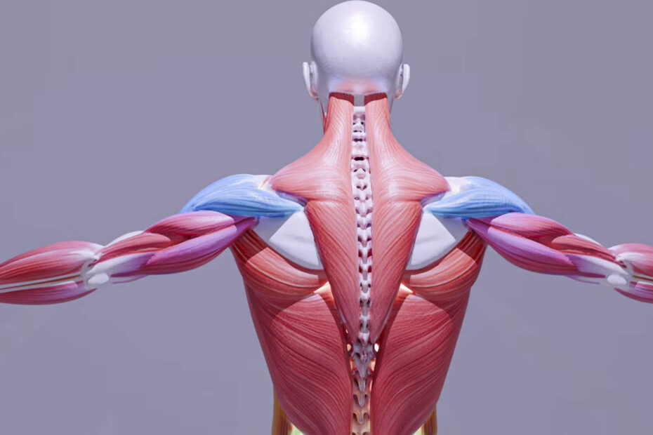 muscle_tension