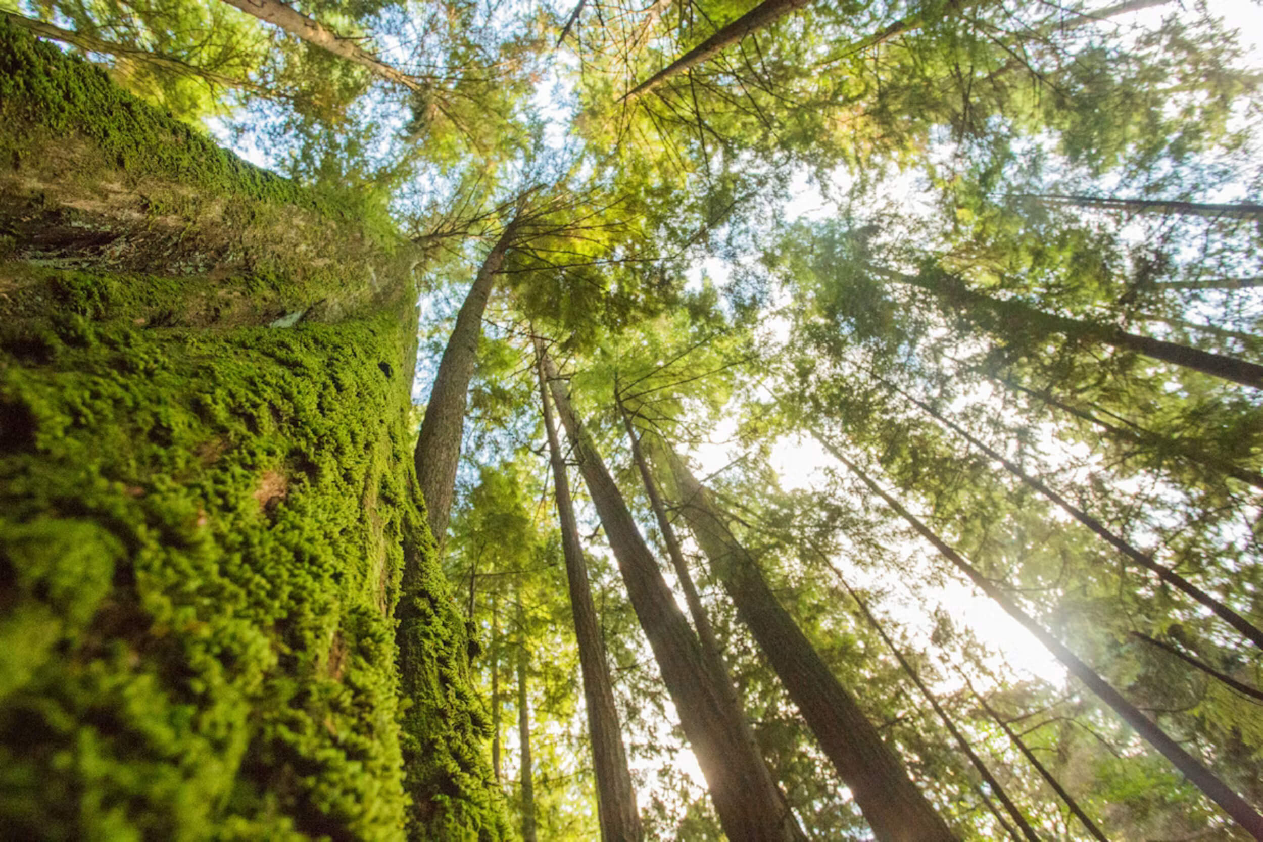 environmental_success_stories
